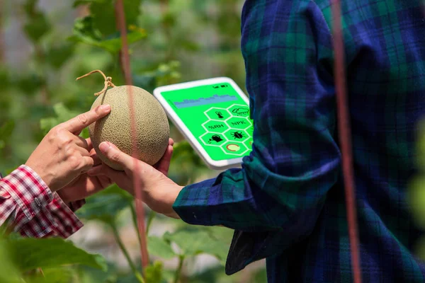 Smart Farm Farmer Mit Tablet Computer Steuern Landwirtschaftliches System Gewächshaus — Stockfoto