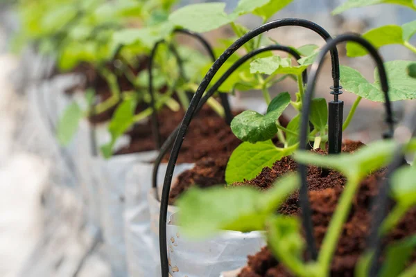 Tropfbewässerung Ist Eine Effiziente Methode Zur Bewässerung Von Gewächshauspflanzen — Stockfoto