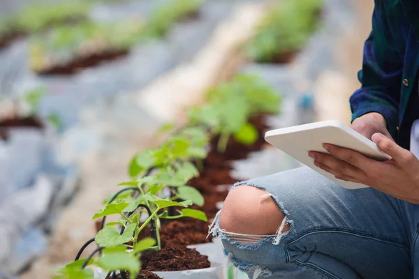 Smart Farm Landwirt Mit Tablet Computer Steuern Landwirtschaftliches System Gewächshaus — Stockfoto