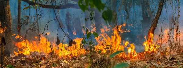 Katastrofa Pożarów Lasów Jest Spowodowana Przez Człowieka — Zdjęcie stockowe