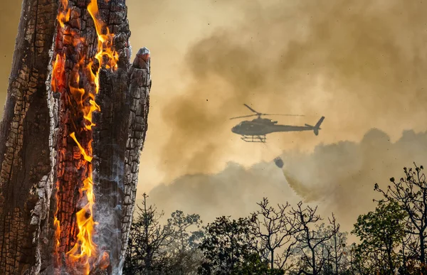 Helicóptero Combate Incêndios Lançando Água Fogo Floresta — Fotografia de Stock