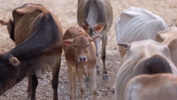 Herd Asian Cows Ranch Chiang Mai Thailand — Stock Video