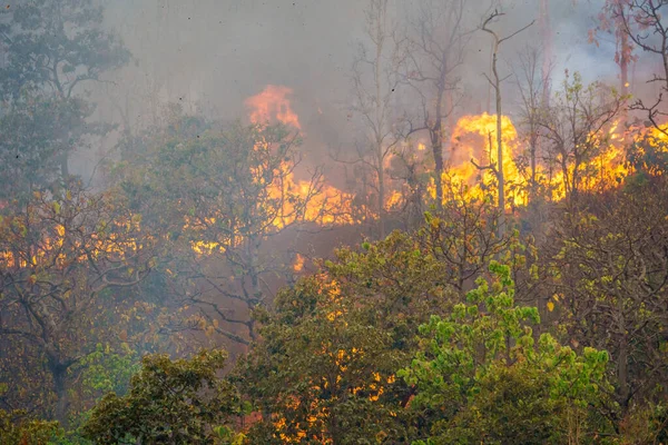 Pożar Lasu Płonie Głównie Jako Pożar Powierzchniowy Rozprzestrzeniający Się Ziemi — Zdjęcie stockowe