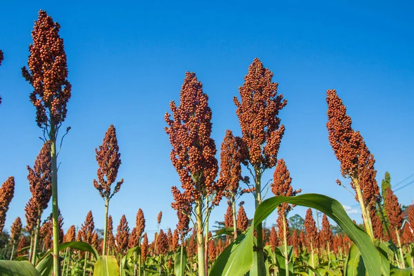 Sorghum Называют Большой Просо Индийский Просо Зерновые Растения Травы Семьи — стоковое фото