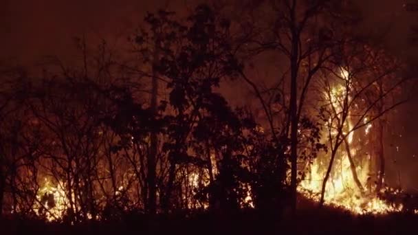 Waldbrandkatastrophe Wird Durch Menschen Verursacht — Stockvideo