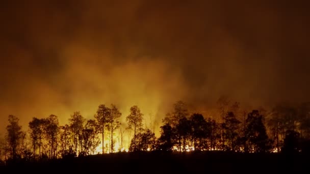 Waldbrandkatastrophe Wird Durch Menschen Verursacht — Stockvideo