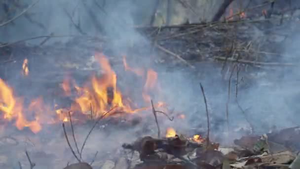 Waldbrandkatastrophe Wird Durch Menschen Verursacht — Stockvideo