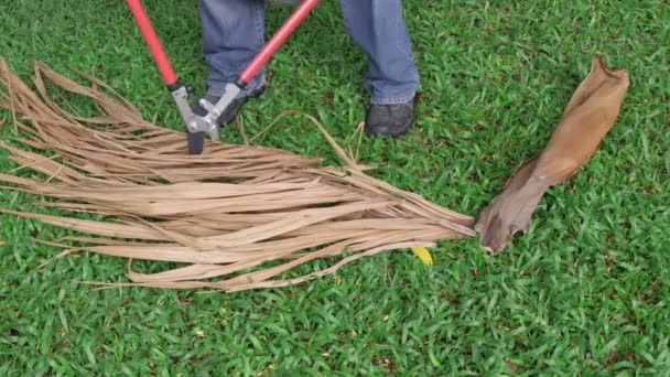 Gardener Pruning Dry Leaf Palm Backyard — Stock Video