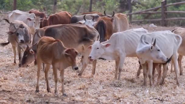 Herd Asian Cows Ranch Chiang Mai Thailand — Stock Video