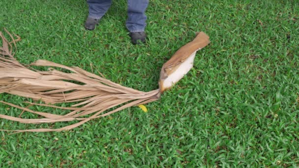 Gardener Pruning Dry Leaf Palm Backyard — Stock Video