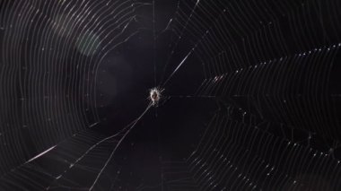 Büyük örümcek ağındaki örümcek gece avını bekliyor..