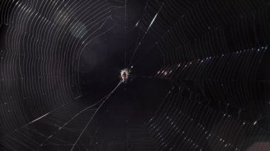 Büyük örümcek ağındaki örümcek gece avını bekliyor..