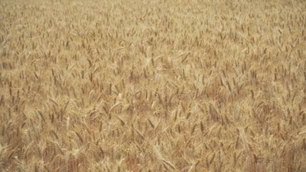 収穫の準備ができているフィールド内の乾燥した黄色の小麦 — ストック動画