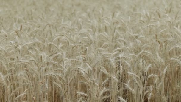 収穫の準備ができているフィールド内の乾燥した黄色の小麦 — ストック動画