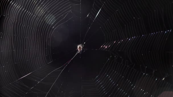Araignée Dans Une Grande Toile Araignée Nuit Attendant Proie — Video