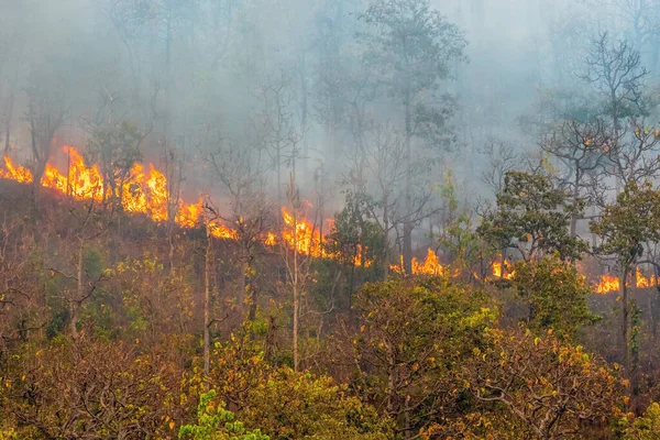 Лісовий Вогонь Горить Переважно Вогонь Поверхні Поширюючись Вздовж Землі — стокове фото