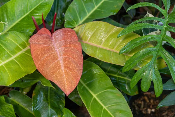 Kırmızı Philodendron Yaprağında Yağmur Damlalarının Yakın Plan Görüntüsü — Stok fotoğraf