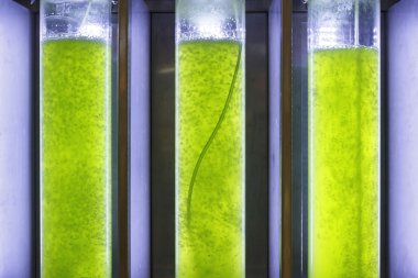 Photobioreactor in Algae fuel biofuel industry clipart