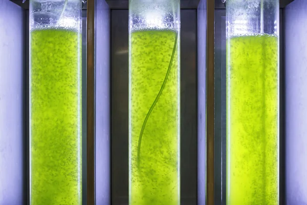 光生物反应器在海藻燃料的生物燃料产业 — 图库照片