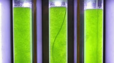 alg yakıt Biyoyakıt Sanayi photobioreactor.