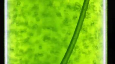 alg yakıt Biyoyakıt Sanayi photobioreactor