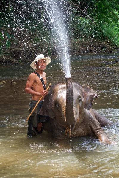 Bain quotidien d'éléphants, Thaïlande . — Photo