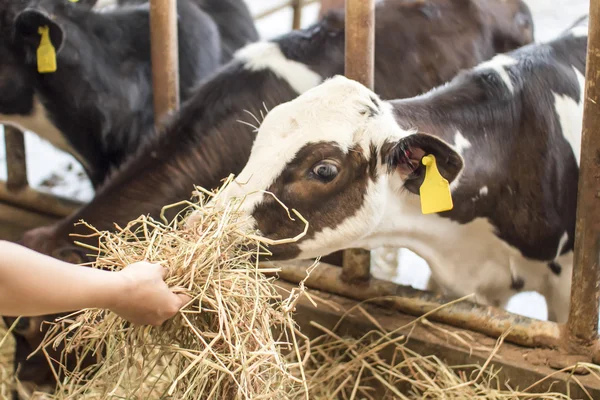 Utfodring av hö baby cow i gård — Stockfoto