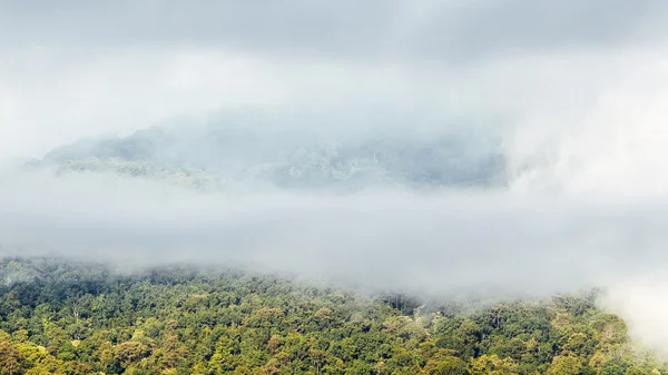 Floresta tropical em uma manhã nebulosa, Tailândia — Fotografia de Stock