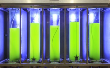 photobioreactor laboratuvar algae içinde yakıt biyoyakıt endüstrisi