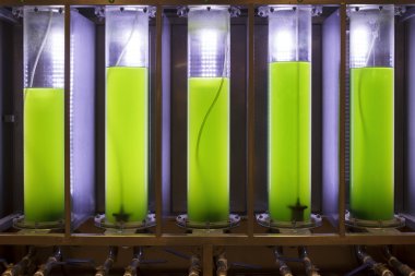 alg yakıt Biyoyakıt Sanayi photobioreactor