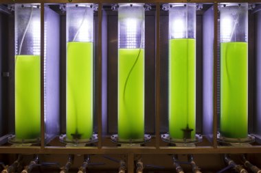 Photobioreactor in Algae fuel biofuel industry clipart