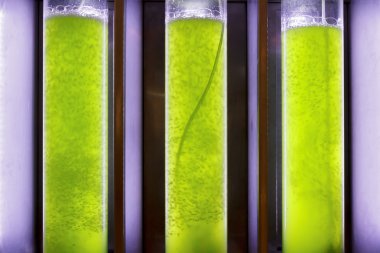 alg yakıt Biyoyakıt Sanayi photobioreactor