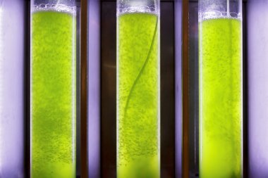 Photobioreactor in Algae fuel biofuel industry clipart