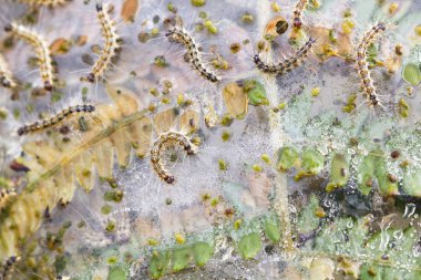 Fern yaprak tırtıllar ormandaki bir grup tarafından tahrip.