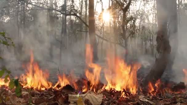 Tayland dağ orman yangını — Stok video