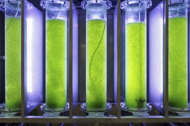 Photobioreactor in lab algae fuel biofuel industry. clipart