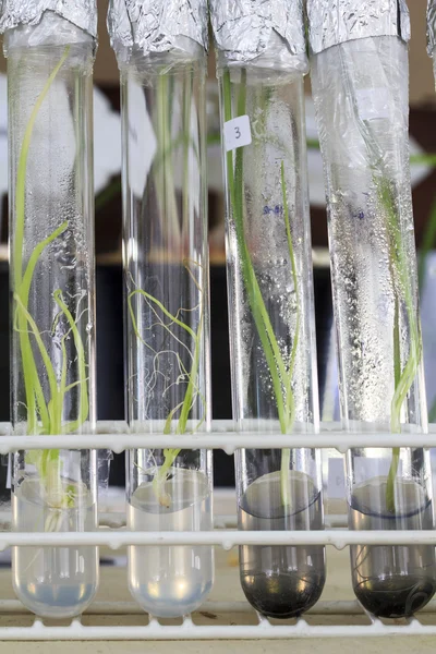 Experimento de cultivo de tejido vegetal de cebolla en el laboratorio — Foto de Stock