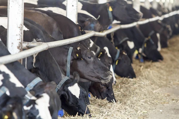 Alimentación de vacas lecheras en una granja — Foto de Stock