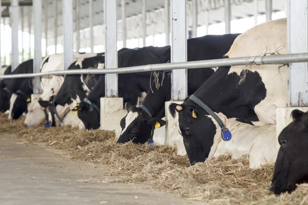 Nourrir les vaches laitières dans une ferme — Photo