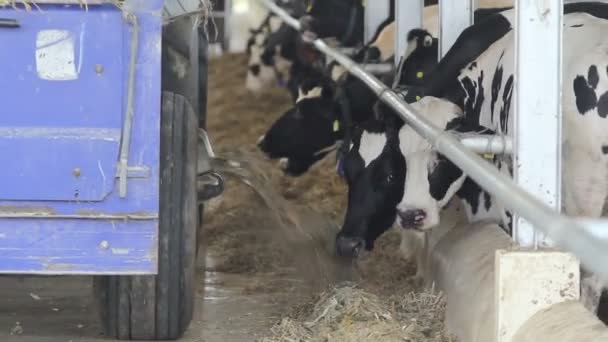 Alimentación de vacas lecheras en una granja — Vídeo de stock