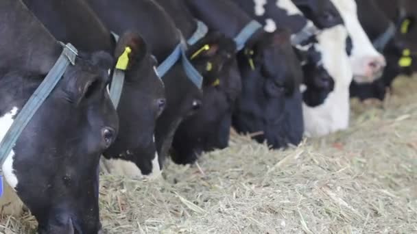 Nourrir les vaches laitières dans une ferme — Video