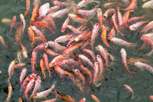 Os peixes perseguem comida. — Fotografia de Stock