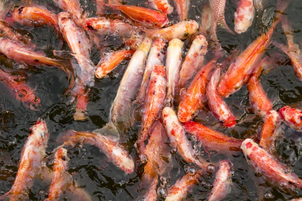 Рыбы гоняются за едой. — стоковое фото