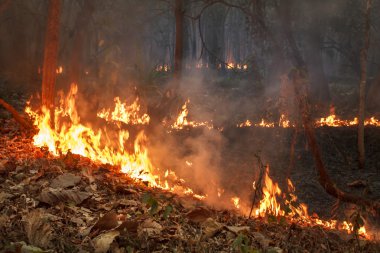Tropikal orman yangında Bush