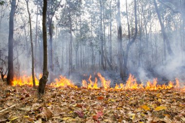 Tropikal orman yangında Bush