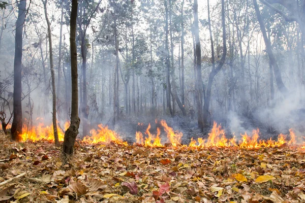 Tropikal orman yangında Bush — Stok fotoğraf