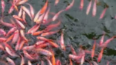 Balık yiyecek peşinde olan