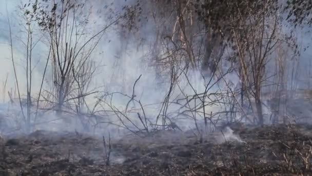 Después de destruido por la quema de bosque tropical, Tailandia — Vídeo de stock