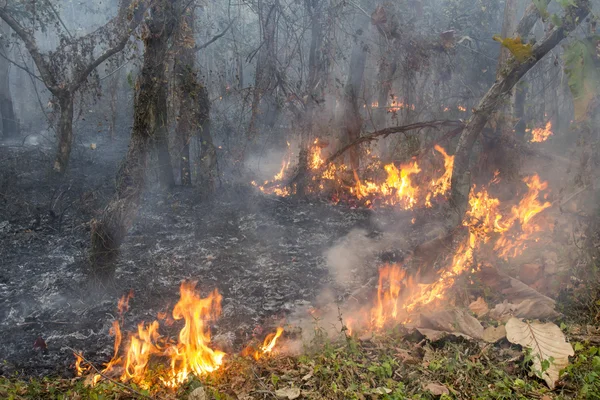 Bush brand i tropisk skog — Stockfoto