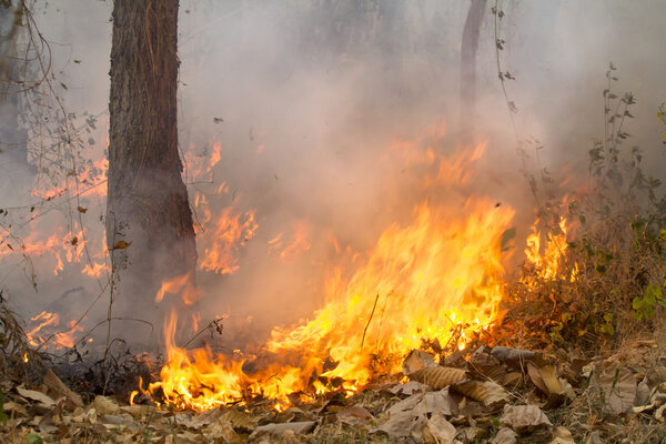 Пожар Буша в тропическом лесу
